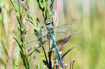 Male Emperor dragonfly