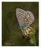 Common Blue