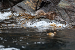 Marine Otter at water's edge, Chanaral Island, Chile