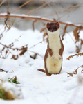 An inquisitive Stoat standing on it's hind legs in the snow
