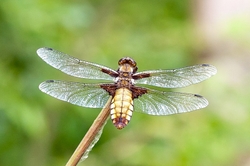 Broad Bodied Chaser (Female)