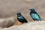Cape Starling