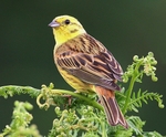 Yellowhammer