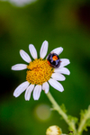 two spot ladybird Adalia 2-punctata-5908