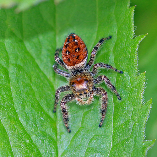 A female jumping spider - Phidippus clarus.