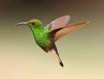 Coppery-headed Emerald portfolio
