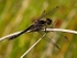 Black Darter (02)