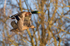 Mallards