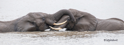 South Africa Birds and Mammals portfolio