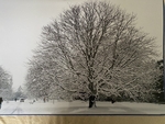 Large, Snowy Tree, Kew