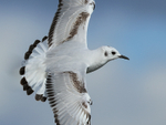 Bonaparte's Gull in flight, close, Farmoor