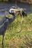 _84Y0532 Amboseli