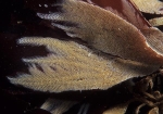 Electra pilosa
