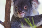Koala Bear 13