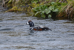 Harlequin Duck