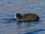 Coot