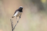 Pied Wheatear  (m)