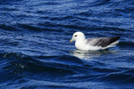 Fulmar swimming on sea, Iceland