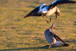 Juvenile Magpie 4