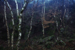 Old Silver Birch
