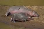Hippo