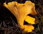 Chanterelle