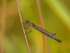 September 2023 - Willow Emerald Damselfly