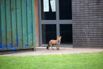 Urban Fox, Bristol _ UR070