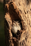 Indian Scops Owl sleeping, Bandhavgarh reserve, India