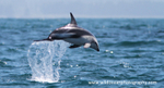 NZ015: Dusky Dolphin
