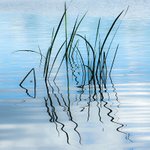 Virginia Water-140707-033