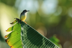 Yellow-bellied Prinia portfolio