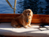 dogMLABS22