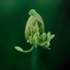 Agapanthus