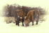 Charlie & Finlay Highland Cows