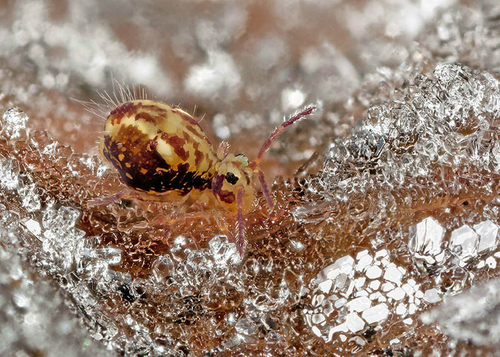 [i]Dicyrtomina saundersi[/i] on the underside of a frosty fallen leaf. Warwickshire, December 2012. Composite of  ser…