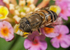 Eristalinus taeniops (f)