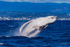Humpback Breach into the wind 1. 0A3A2969