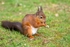 Red Squirrel 2 (disambiguation).