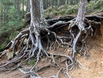 Tree roots on the edge of An Lochan Uaine