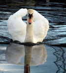 Nelson Swan1