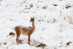 Guanaco in the Snow
