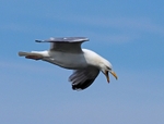Herring Gull