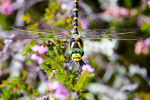 Male Golden-Ringed dragonfly