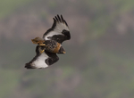 Jackal buzzard