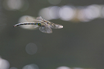 DRAGONFLY & DAMSELFLY GALLERY portfolio