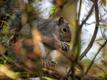 Grey Squirrel