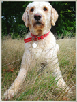 Vet-Nurse-Dog-Care-London