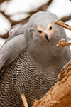 African Harrier-Hawk Polyboroides typus-4495