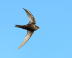 Swift in flight at Farmoor